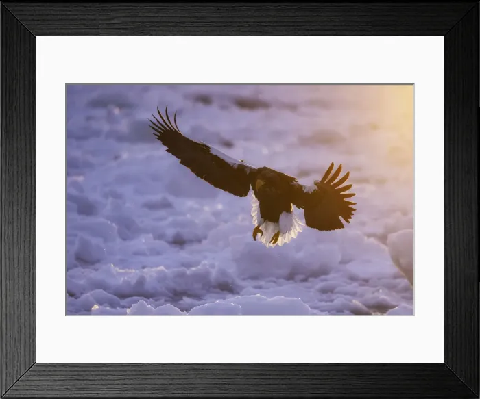 Framed Print : Adult Stellers sea eagle (Haliaeetus pelagicus Framed Print : Adult Stellers sea eagle (Haliaeetus pelagicus