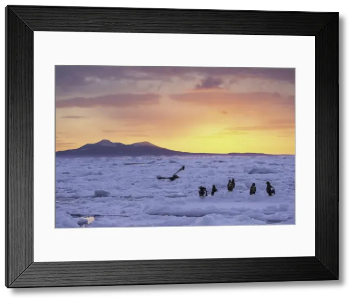 Framed Print : Stellers sea eagles (Haliaeetus pelagicus) and White-tailed Eagle