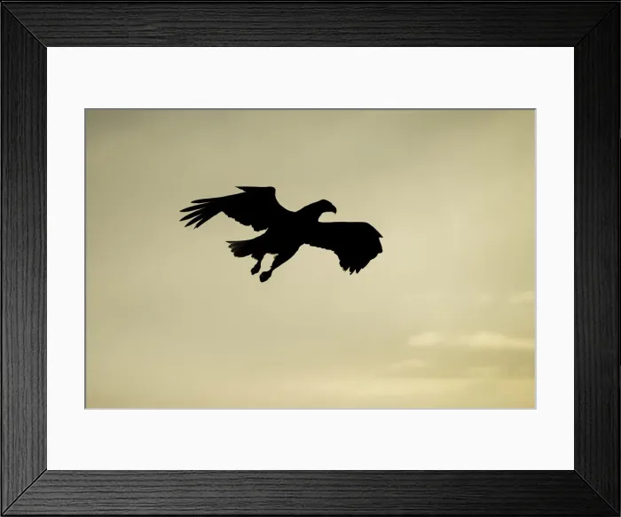 Framed Print : Adult White-tailed Eagle (Haliaeetus albicilla) in flight in silhouette, Hokkaido, Japan
