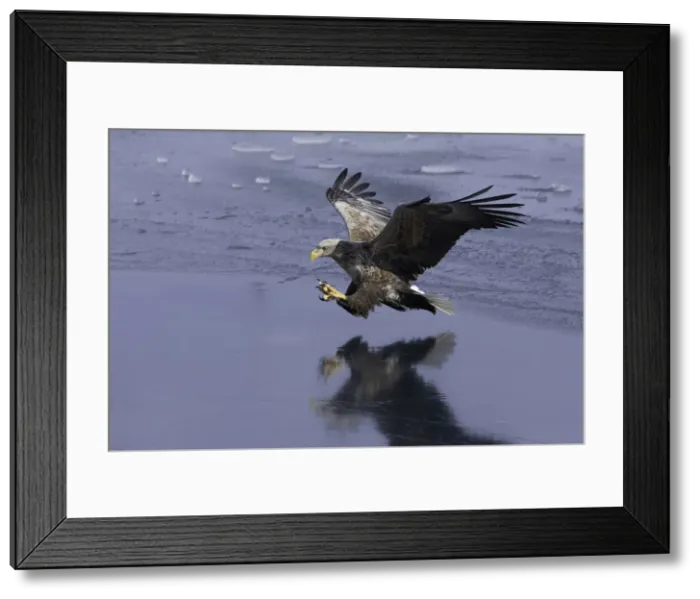 Framed Print : White-tailed Eagle (Haliaeetus albicilla) in flight over sea ice, Nemuro Strait, Hokkaido Framed Print : White-tailed Eagle (Haliaeetus albicilla) in flight over sea ice, Nemuro Strait, Hokkaido