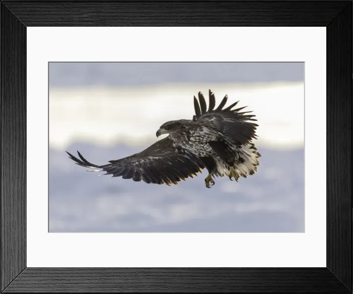 Framed Print : Juvenile White-tailed Eagle (Haliaeetus albicilla) in flight over sea ice, Nemuro Strait Framed Print : Juvenile White-tailed Eagle (Haliaeetus albicilla) in flight over sea ice, Nemuro Strait
