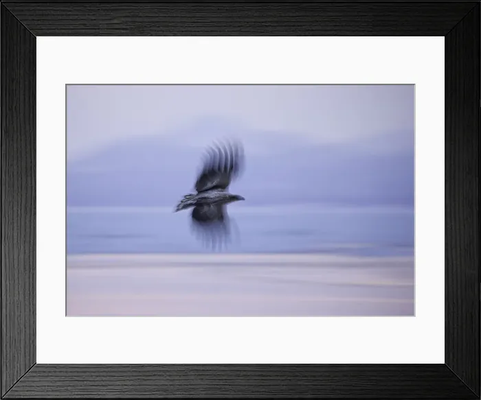 Framed Print : Juvenile White-tailed Eagle (Haliaeetus albicilla) in flight (slow shutter)