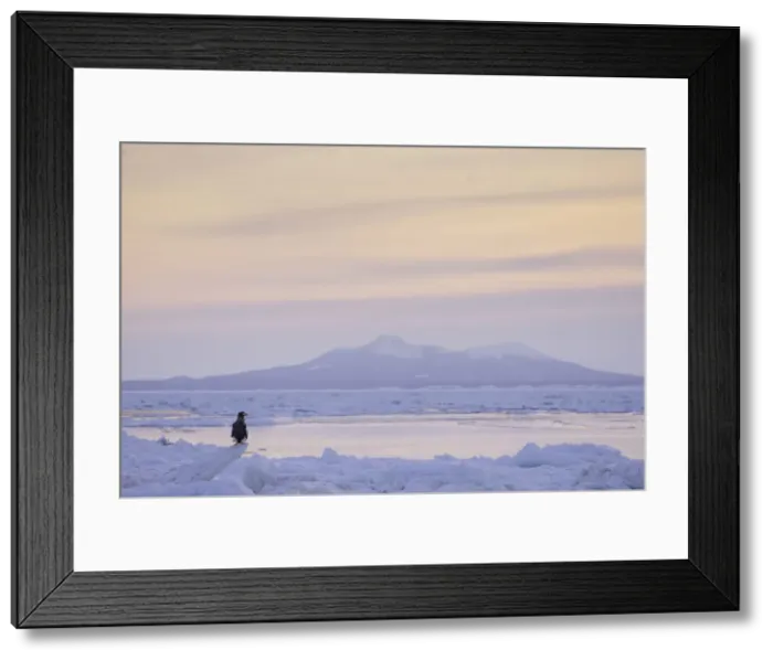 Framed Print : Stellers sea eagle (Haliaeetus pelagicus) perched on sea ice in the Nemuro Strait Framed Print : Stellers sea eagle (Haliaeetus pelagicus) perched on sea ice in the Nemuro Strait
