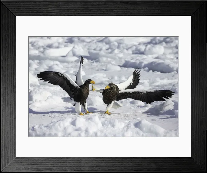 Framed Print : Stellers sea eagles (Haliaeetus pelagicus) fighting over food onthe sea ice of Framed Print : Stellers sea eagles (Haliaeetus pelagicus) fighting over food onthe sea ice of