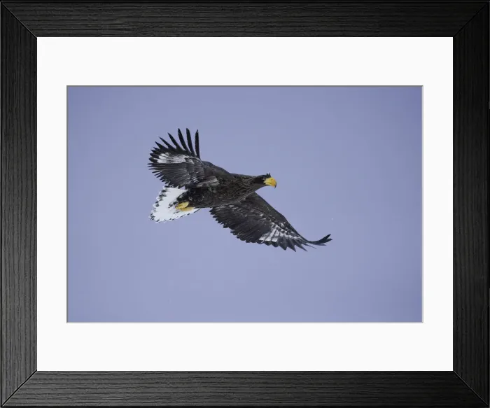 Framed Print : Juvenile Stellers sea eagle (Haliaeetus pelagicus), Nemuro Strait, Hokkaido, Japan
