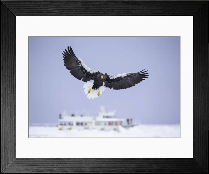 Framed Print : Stellers sea eagle (Haliaeetus pelagicus) and tourist boat in the Nemuro Strait Framed Print : Stellers sea eagle (Haliaeetus pelagicus) and tourist boat in the Nemuro Strait