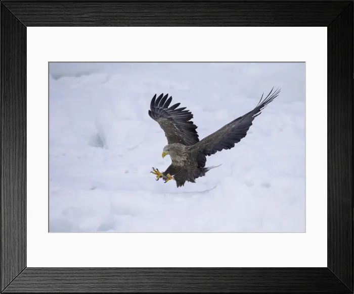 Framed Print : White-tailed Eagle (Haliaeetus albicilla) in flight over sea ice, Nemuro Strait, Hokkaido