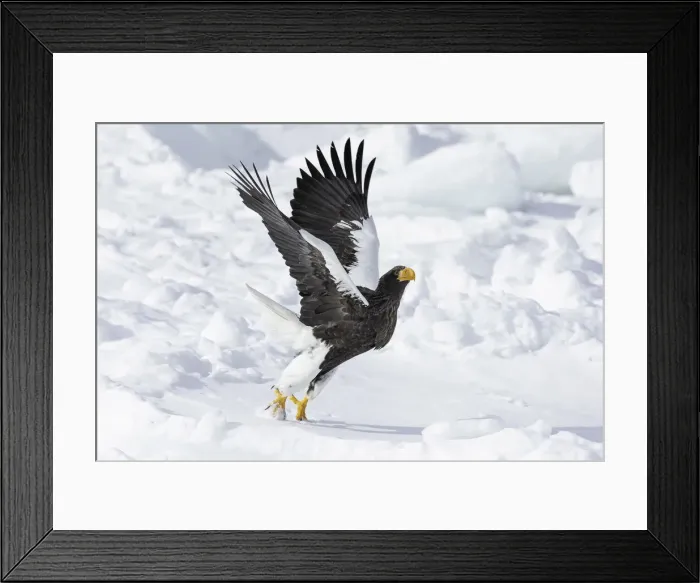 Framed Print : Stellers sea eagle (Haliaeetus pelagicus) taking off from sea ice in the Nemuro