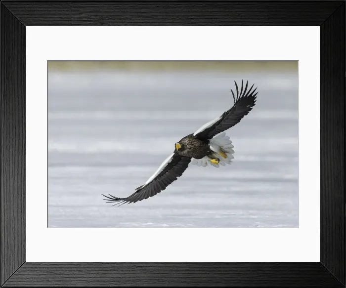 Framed Print : Stellers sea eagle (Haliaeetus pelagicus) in flight, Hokkaido, Japan Framed Print : Stellers sea eagle (Haliaeetus pelagicus) in flight, Hokkaido, Japan