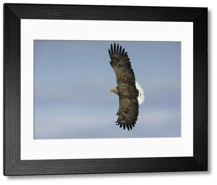 Framed Print : White-tailed Eagle (Haliaeetus albicilla) in flight, Hokkaido, Japan Framed Print : White-tailed Eagle (Haliaeetus albicilla) in flight, Hokkaido, Japan