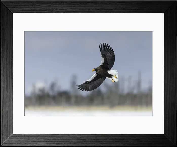 Framed Print : Stellers sea eagle (Haliaeetus pelagicus) in flight, Hokkaido, Japan Framed Print : Stellers sea eagle (Haliaeetus pelagicus) in flight, Hokkaido, Japan