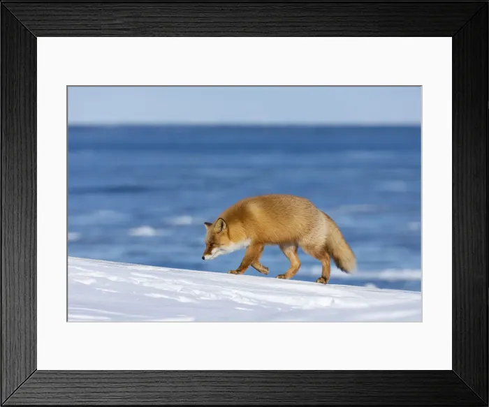 Framed Print : Ezo Red Fox (Vulpes vulpes schrencki) walking in snow, Hokkaido, Japan Framed Print : Ezo Red Fox (Vulpes vulpes schrencki) walking in snow, Hokkaido, Japan