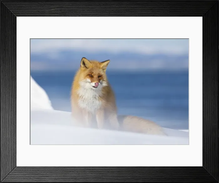 Framed Print : Ezo Red Fox (Vulpes vulpes schrencki) in snow, Hokkaido, Japan