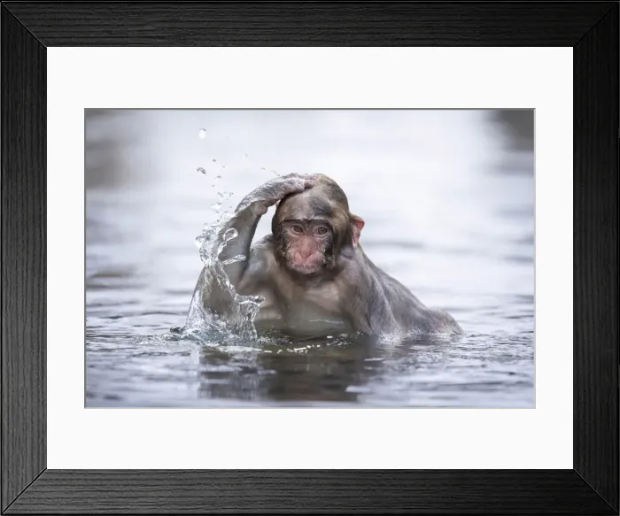 Framed Print : Snow monkey or Japanese macaque (Macaca fuscata), Jigokudani, Japan, February Framed Print : Snow monkey or Japanese macaque (Macaca fuscata), Jigokudani, Japan, February