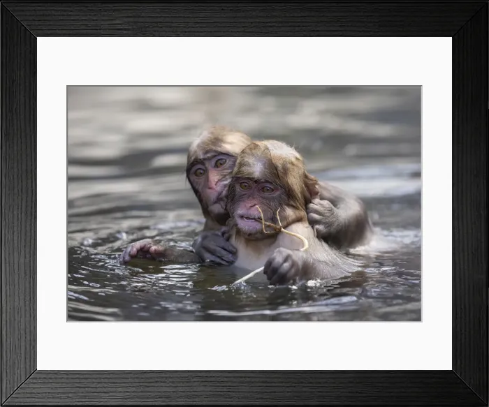 Framed Print : Juvenile snow monkeys or Japanese macaques (Macaca fuscata) playing in water, Jigokudani Framed Print : Juvenile snow monkeys or Japanese macaques (Macaca fuscata) playing in water, Jigokudani