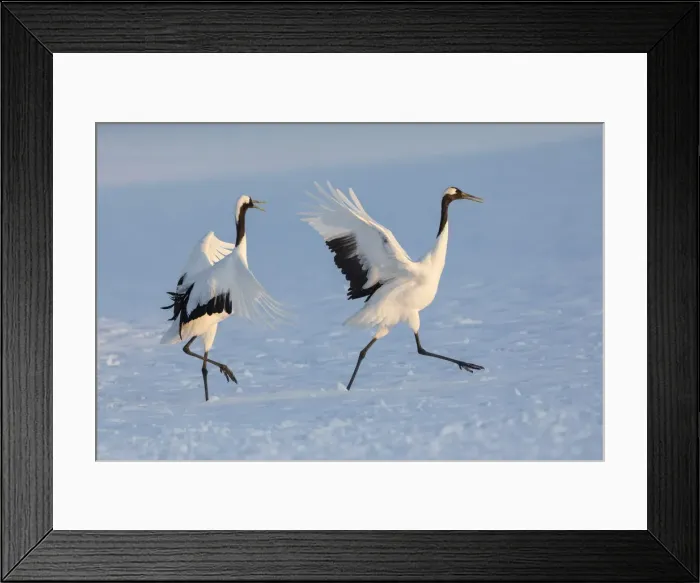 Framed Print : Red-crowned crane (Grus japonensis) courtship display with dancing and jumping, Hokkaido Framed Print : Red-crowned crane (Grus japonensis) courtship display with dancing and jumping, Hokkaido
