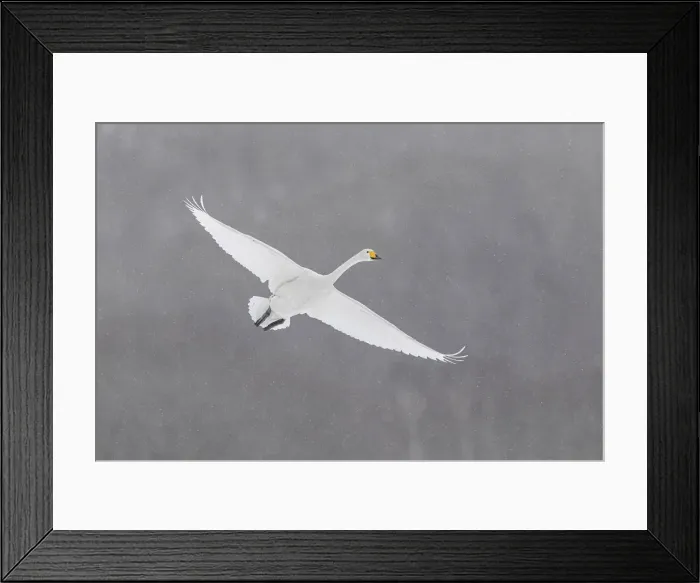 Framed Print : Whooper Swan (Cygnus cygnus) in flight, Hokkaido, Japan