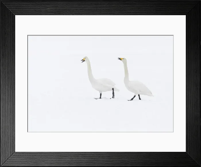 Framed Print : Whooper Swan (Cygnus cygnus), adult pair vocalising, Hokkaido, Japan