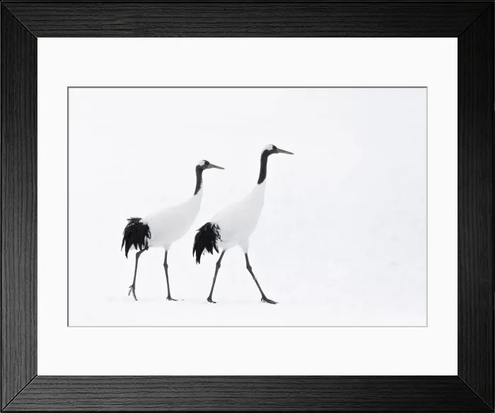 Framed Print : Red-crowned crane (Grus japonensis) adult pair walking in snow, Hokkaido, Japan Framed Print : Red-crowned crane (Grus japonensis) adult pair walking in snow, Hokkaido, Japan