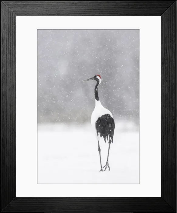 Framed Print : Red-crowned crane (Grus japonensis), Hokkaido, Japan Framed Print : Red-crowned crane (Grus japonensis), Hokkaido, Japan