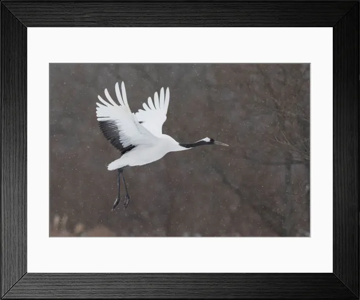 Framed Print : Red-crowned crane (Grus japonensis) in flight, Hokkaido, Japan, Hokkaido, Japan Framed Print : Red-crowned crane (Grus japonensis) in flight, Hokkaido, Japan, Hokkaido, Japan