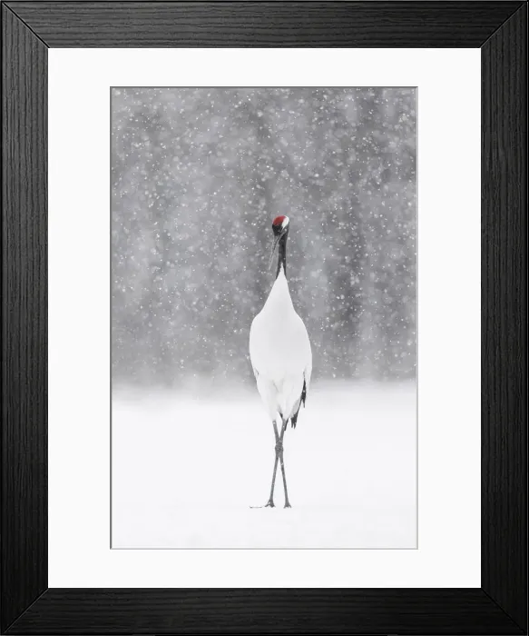Framed Print : Red-crowned crane (Grus japonensis), Hokkaido, Japan Framed Print : Red-crowned crane (Grus japonensis), Hokkaido, Japan