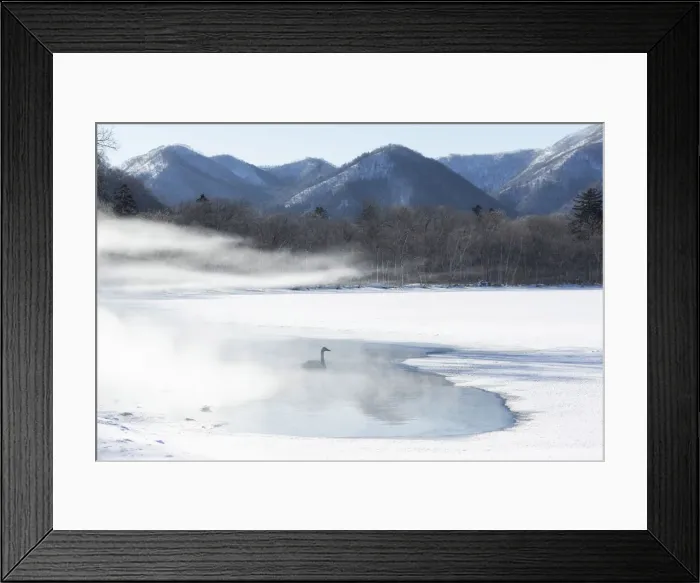 Framed Print : Whooper Swans (Cygnus cygnus), group in geothermally heated opening in Lake Kussharo Framed Print : Whooper Swans (Cygnus cygnus), group in geothermally heated opening in Lake Kussharo