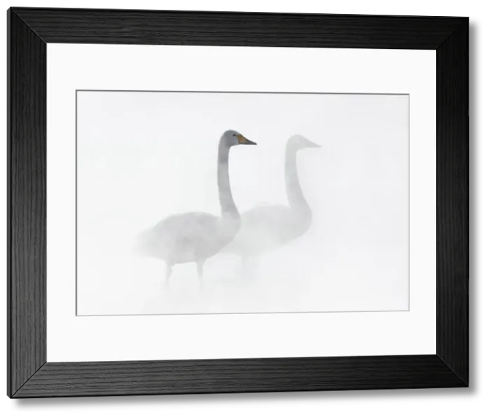 Framed Print : Whooper Swan (Cygnus cygnus), pair in geothermally heated pool, Lake Kussharo, Hokkaido Framed Print : Whooper Swan (Cygnus cygnus), pair in geothermally heated pool, Lake Kussharo, Hokkaido