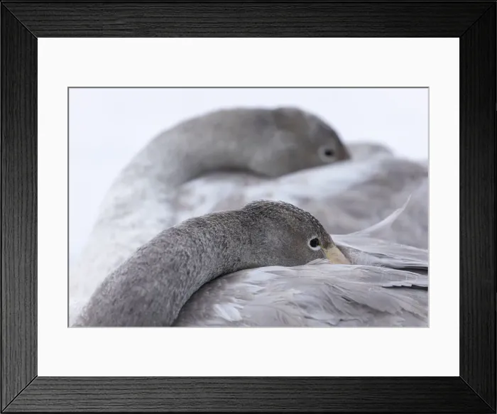 Framed Print : Whooper Swan (Cygnus cygnus) close-up showing two roosting juveniles, Hokkaido, Japan Framed Print : Whooper Swan (Cygnus cygnus) close-up showing two roosting juveniles, Hokkaido, Japan