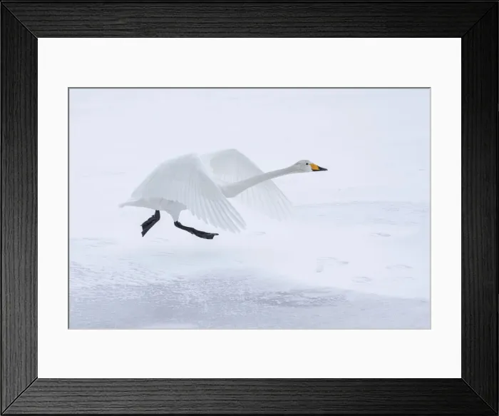 Framed Print : Whooper Swan (Cygnus cygnus), taking on from frozen Lake Kussharo, Hokkaido, Japan Framed Print : Whooper Swan (Cygnus cygnus), taking on from frozen Lake Kussharo, Hokkaido, Japan