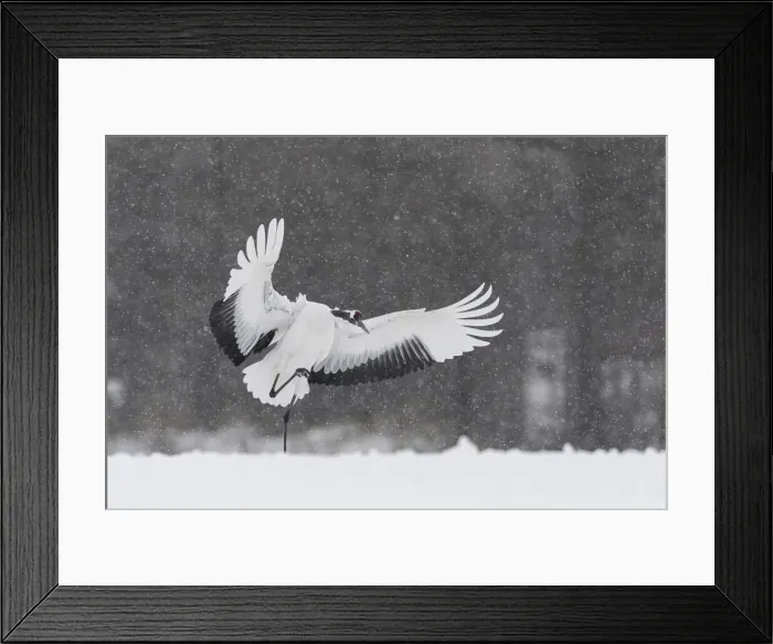 Framed Print : Red-crowned crane (Grus japonensis) landing in snow-covered field, Hokkaido, Japan Framed Print : Red-crowned crane (Grus japonensis) landing in snow-covered field, Hokkaido, Japan