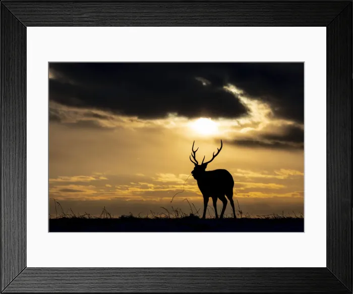 Framed Print : Ezo Sika Deer (Cervus nippon yesoensis), single adult feeding at sunset, Hokkaido, Japan Framed Print : Ezo Sika Deer (Cervus nippon yesoensis), single adult feeding at sunset, Hokkaido, Japan