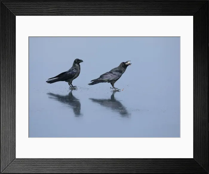 Framed Print : Raven (Corvus corax), pair standing on sea ice feeding on discarded fish, Hokkaido, Japan Framed Print : Raven (Corvus corax), pair standing on sea ice feeding on discarded fish, Hokkaido, Japan
