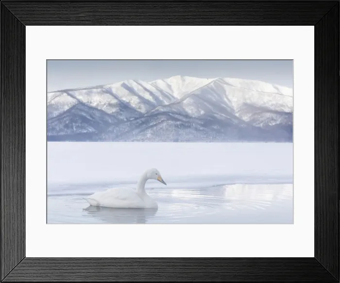 Framed Print : Whooper Swan (Cygnus cygnus), Lake Kussharo, Hokkaido, Japan Framed Print : Whooper Swan (Cygnus cygnus), Lake Kussharo, Hokkaido, Japan