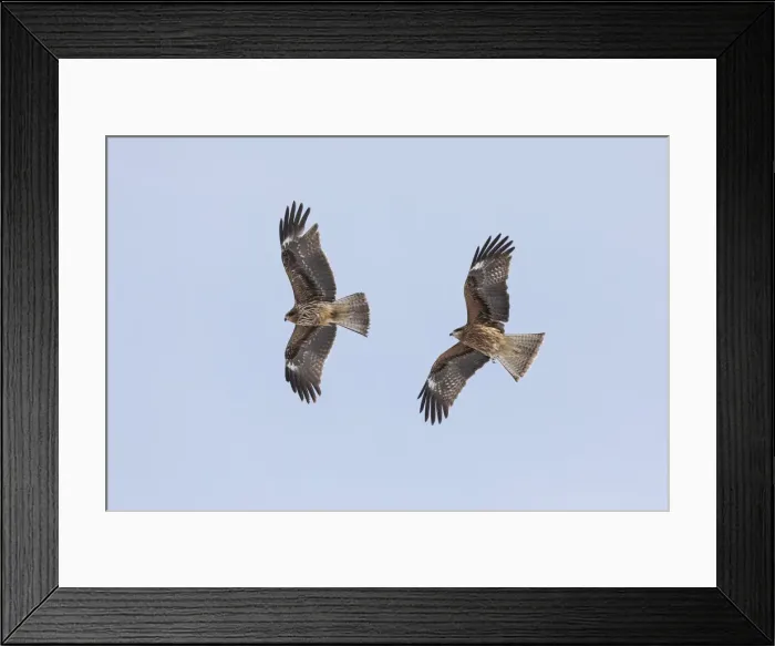 Framed Print : Two black-eared kites (Milvus migrans lineatus) in flight, Hokkaido, Japan