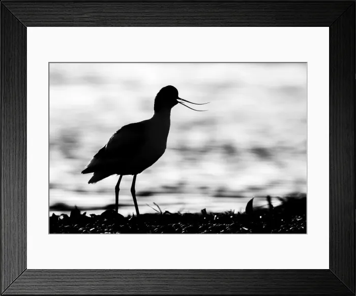 Framed Print : Avocet (Recurvirostra avosetta), Texel, Holland