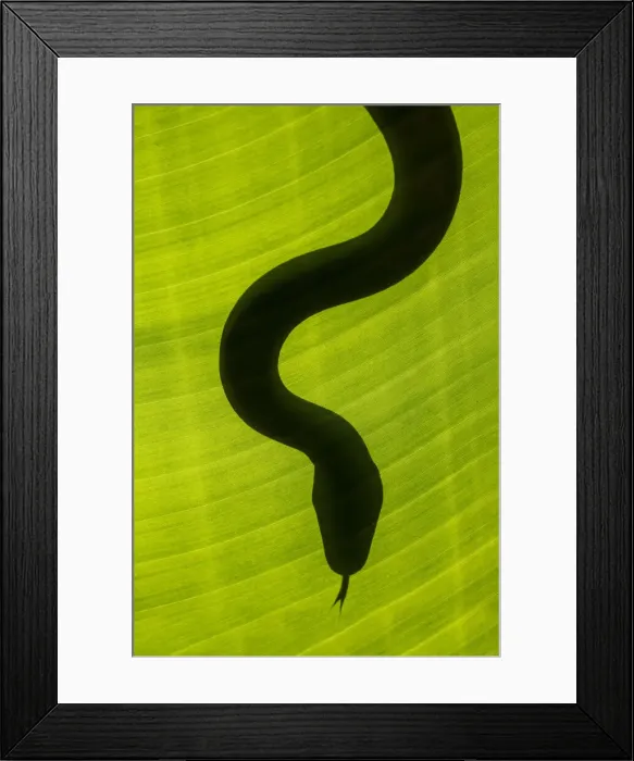 Framed Print : Yellow rat snake (Elaphe obsoleta quadrivittata), South AFrica (Captive) Framed Print : Yellow rat snake (Elaphe obsoleta quadrivittata), South AFrica (Captive)