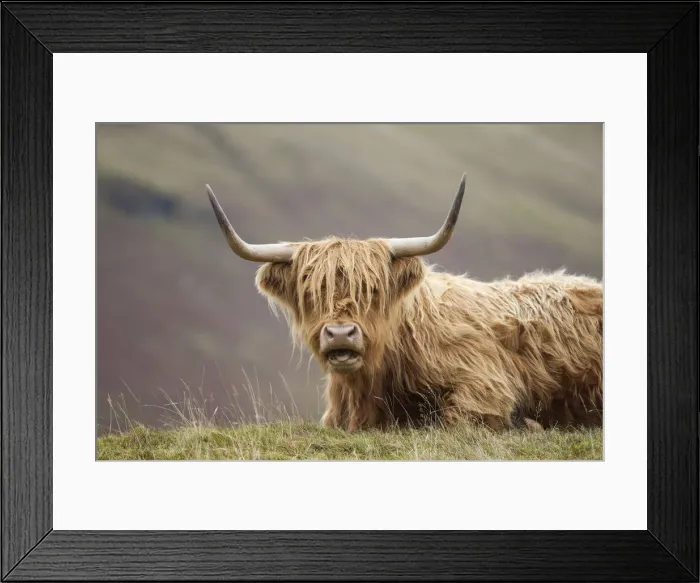 Framed Print : Highland Cattle, Glen Nevis, Lochaber, Scotland, UK Framed Print : Highland Cattle, Glen Nevis, Lochaber, Scotland, UK