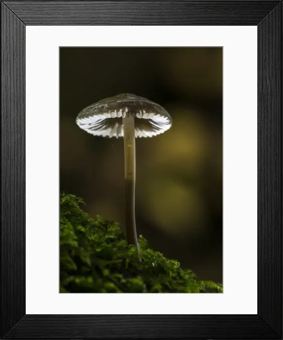Framed Print : Mycena, Birks of Aberfeldy, Perthshire, Scotland