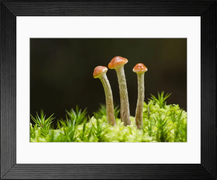 Framed Print : Cortinarius fungus in moss, Scotland
