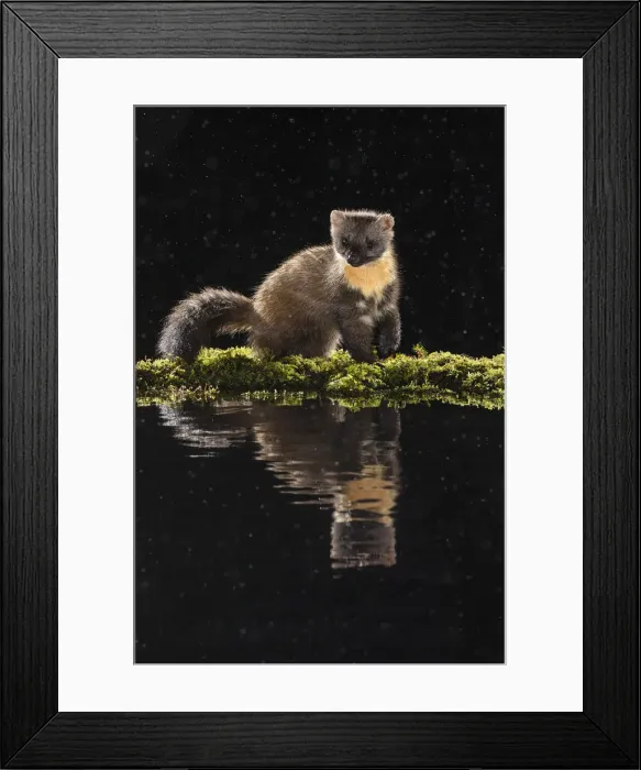 Framed Print : European Pine Marten (Martes martes), Ardnamurchan, Scotland Framed Print : European Pine Marten (Martes martes), Ardnamurchan, Scotland
