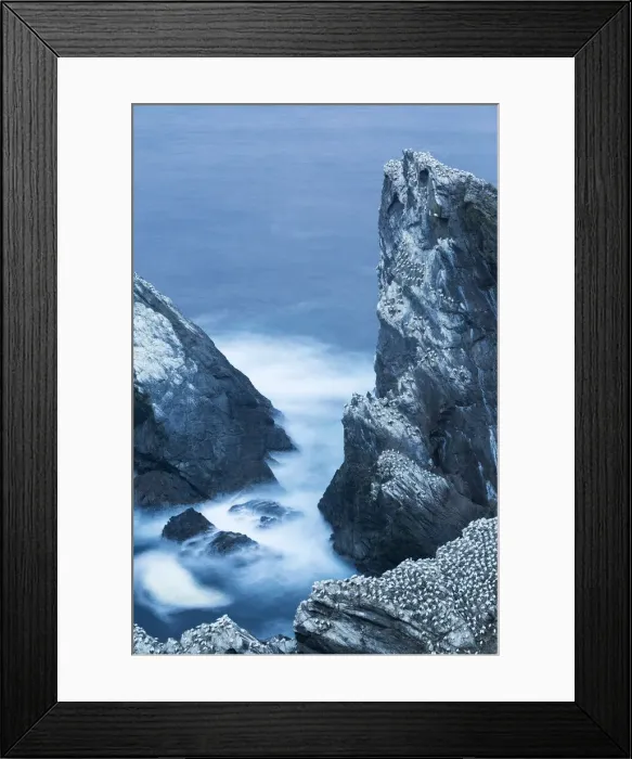Framed Print : Gannet (Morus bassanus), Hermaness Shetland Islands in Scotland Framed Print : Gannet (Morus bassanus), Hermaness Shetland Islands in Scotland