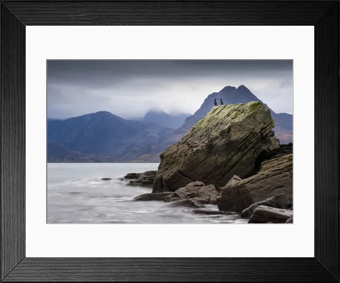Framed Print : A pair of Shag (Phalacracorax aristotelis) perched on a rock, Elgol Framed Print : A pair of Shag (Phalacracorax aristotelis) perched on a rock, Elgol