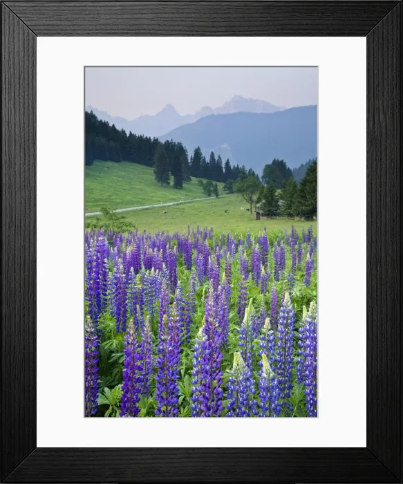 Framed Print : Wild Lupins, Lupinus nootkatensis, near Kranjska Gora, Julian Alps, Gorenjska, Slovenia Framed Print : Wild Lupins, Lupinus nootkatensis, near Kranjska Gora, Julian Alps, Gorenjska, Slovenia