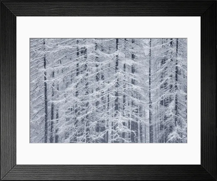 Framed Print : Larch Trees covered in Frost, Slovenia