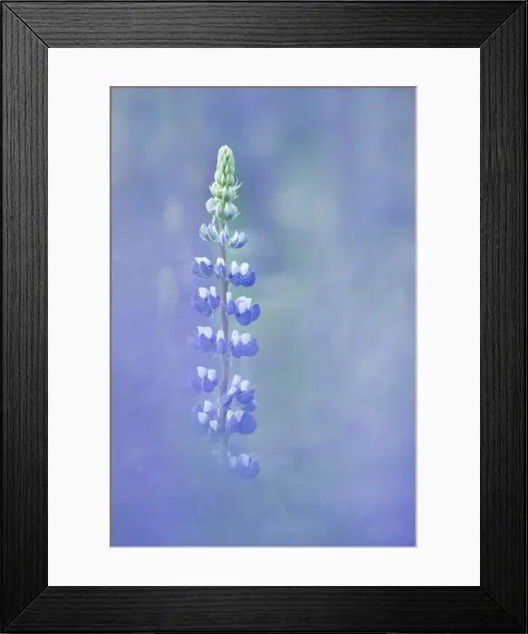 Framed Print : Lupins (Lupinus nootkatensis) Triglav national Park, Julian Alps, Gorenjska, Slovenia