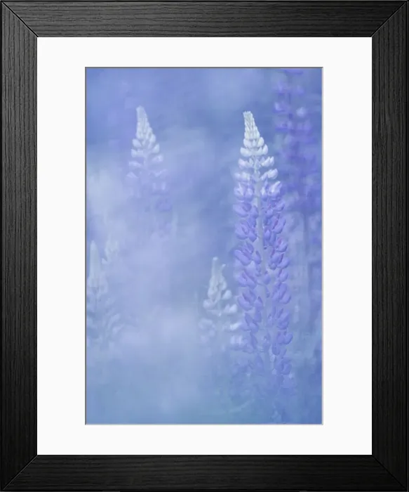 Framed Print : Alpine Lupins (Lupinus), Close-up, Slovenia Framed Print : Alpine Lupins (Lupinus), Close-up, Slovenia