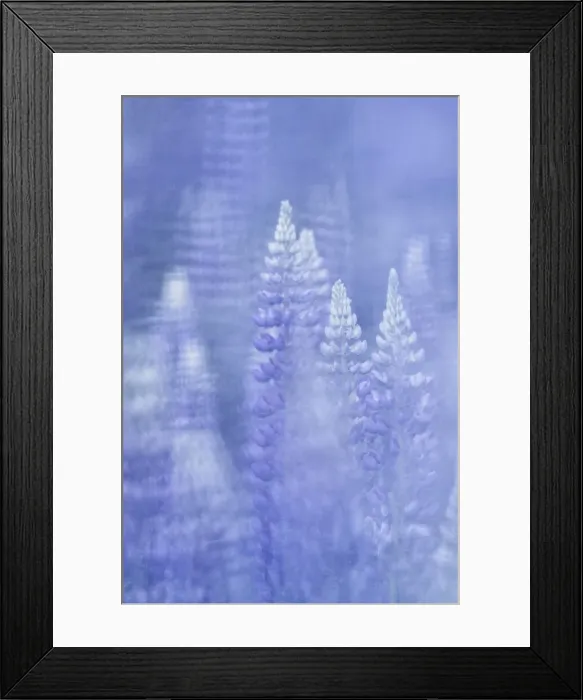 Framed Print : Alpine Lupins (Lupinus), Close-up, Slovenia Framed Print : Alpine Lupins (Lupinus), Close-up, Slovenia