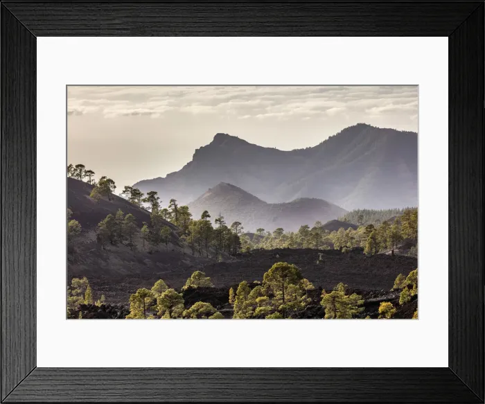 Framed Print : Canary Island pine (Pinus canariensis) forest growing on lava fields, Mount Teide Framed Print : Canary Island pine (Pinus canariensis) forest growing on lava fields, Mount Teide