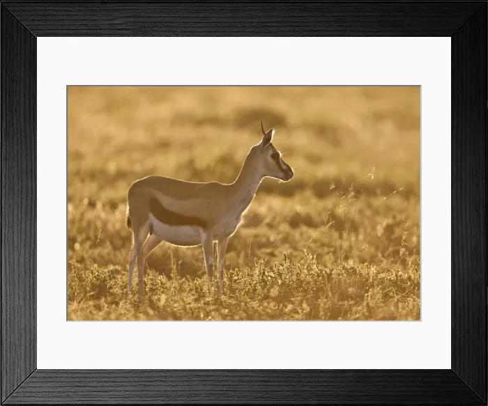 Framed Print : Thomsons Gazelle (Eudorcas thomsonii), Ngorongoro Conservation Area, Tanzania Framed Print : Thomsons Gazelle (Eudorcas thomsonii), Ngorongoro Conservation Area, Tanzania